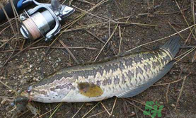 10月份還能釣黑魚嗎？幾月份釣黑魚最好？