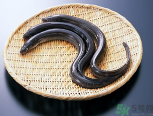 十月份可以釣黃鱔嗎？黃鱔可以釣到幾月份？