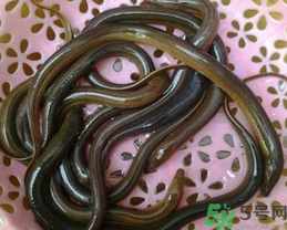 活黃鱔如何保存？活鱔魚怎么保存？