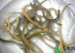 活黃鱔如何保存？活鱔魚怎么保存？
