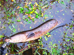 十月份黑魚好釣嗎？十月份怎么釣黑魚？