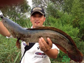 十月份黑魚好釣嗎？十月份怎么釣黑魚？