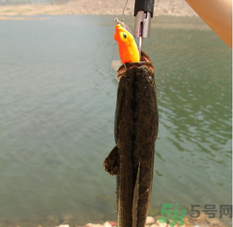 十月份黑魚好釣嗎？十月份怎么釣黑魚？