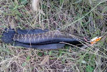 秋天怎么釣黑魚？秋天釣黑魚技巧
