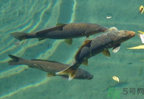 十月份釣青魚好釣嗎？釣青魚什么時(shí)間最好？