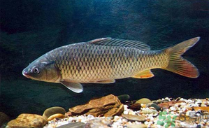 十月份釣青魚好釣嗎？釣青魚什么時(shí)間最好？