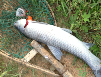 十月份釣青魚好釣嗎？釣青魚什么時(shí)間最好？