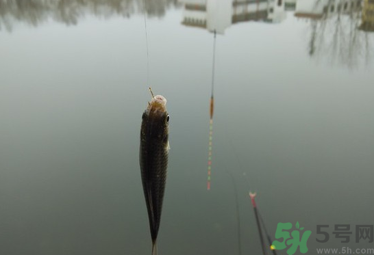 陰天怎么釣魚？陰天釣魚技巧