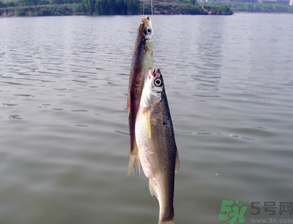 陰天怎么釣魚？陰天釣魚技巧