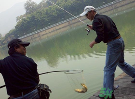秋季釣黑魚用什么魚餌？秋天釣黑魚用什么餌？