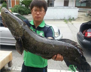 秋季釣黑魚用什么魚餌？秋天釣黑魚用什么餌？