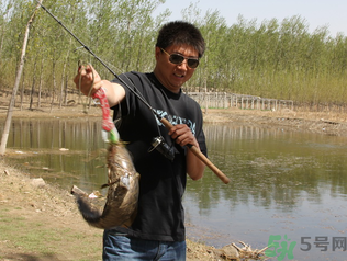 秋季釣黑魚用什么魚餌？秋天釣黑魚用什么餌？