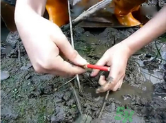 秋季可以釣黃鱔嗎？黃鱔怎么釣？