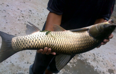 野生草魚多少錢一斤？野生草魚價(jià)格