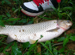 野生草魚多少錢一斤？野生草魚價(jià)格