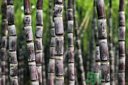 孕婦能吃甘蔗嗎？孕婦吃甘蔗會(huì)導(dǎo)致血糖升高嗎？