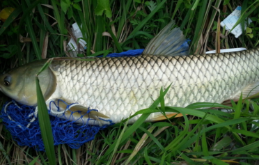 野生草魚多少錢一斤？野生草魚價(jià)格