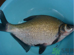 鳊魚多少錢一斤？野生鳊魚多少錢一斤？