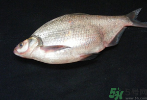 鳊魚多少錢一斤？野生鳊魚多少錢一斤？