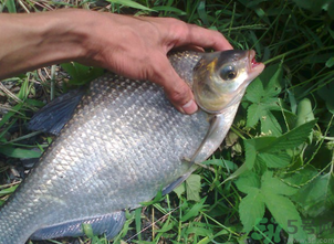 鳊魚多少錢一斤？野生鳊魚多少錢一斤？