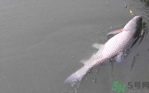 秋天夜釣草魚怎么釣？秋天夜釣草魚技巧
