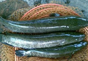 秋季釣黑魚用什么魚餌？秋天釣黑魚用什么餌？