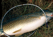 秋天夜釣草魚怎么釣？秋天夜釣草魚技巧