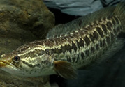 秋天可以釣黑魚嗎？秋天黑魚在什么地方？
