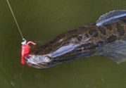 10月份還能釣黑魚嗎？幾月份釣黑魚最好？
