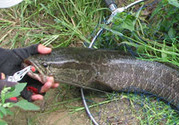秋天怎么釣黑魚？秋天釣黑魚技巧