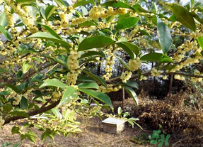 新鮮桂花怎么處理？新鮮桂花怎么保存？