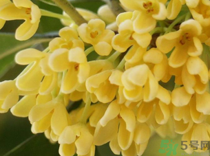 新鮮桂花怎么處理？新鮮桂花怎么保存？