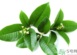 新鮮桂花怎么處理？新鮮桂花怎么保存？