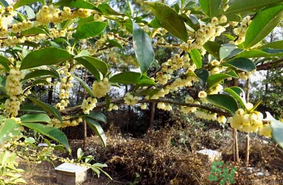 新鮮桂花能吃嗎？新鮮桂花怎么吃？