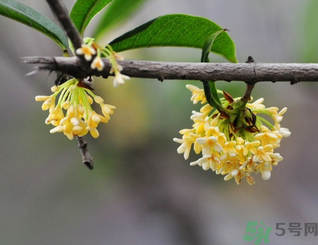 新鮮桂花可以做什么好吃的？新鮮桂花的做法大全