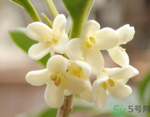 新鮮桂花可以做什么好吃的？新鮮桂花的做法大全