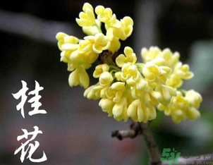 剛摘的桂花怎么處理？桂花摘下來怎么處理？