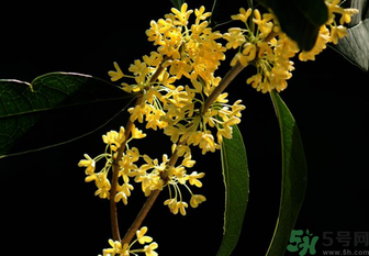 剛摘的桂花怎么處理？桂花摘下來怎么處理？