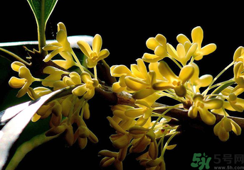剛摘的桂花怎么處理？桂花摘下來怎么處理？