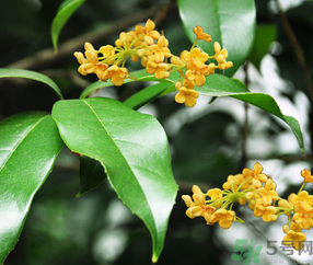 剛摘的桂花怎么清洗？新鮮桂花怎么清洗？