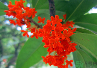 剛摘的桂花怎么清洗？新鮮桂花怎么清洗？