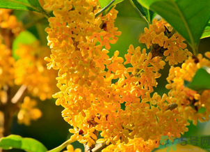 剛摘的桂花怎么清洗？新鮮桂花怎么清洗？