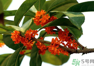 桂花怎么保存？桂花怎么保存香味？