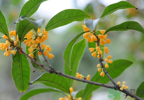 桂花怎么保存？桂花怎么保存香味？