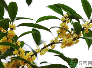桂花怎么保存？桂花怎么保存香味？