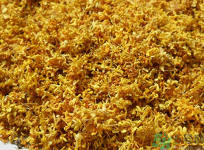  桂花多少錢一斤？桂花多少錢一兩？