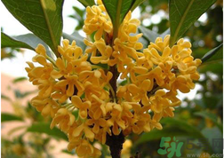 新鮮桂花怎么吃？新鮮桂花的食用方法