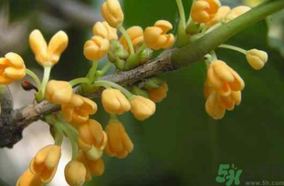 剛摘的桂花能吃嗎？剛摘的桂花可以吃嗎？