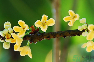 剛摘的桂花能吃嗎？剛摘的桂花可以吃嗎？