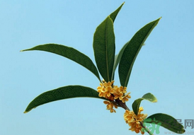 桂花可以做什么？新鮮桂花可以做什么？